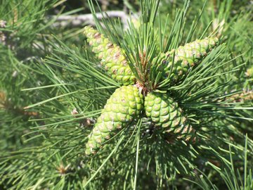 Pinus nigra subsp laricio